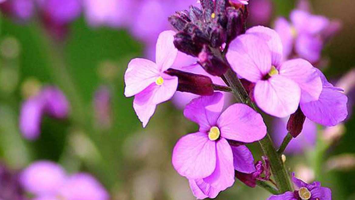 24 Best Drought Tolerant Plants That Grow In Lack Of Water